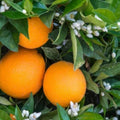 Washington Navel Orange Cuttings 6 Pack – Unrooted Citrus sinensis for Home Gardening and Fruit Tree Propagation