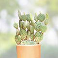 Cactus Cutting 14cm Succulent Plant Propagation - Fast Growing Variety for Home Decor