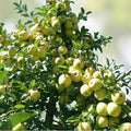 Golden Delicious Apple Tree Scions - 16 Live Grafting Cuttings - Malus domestica Fruit Tree Starter Plants