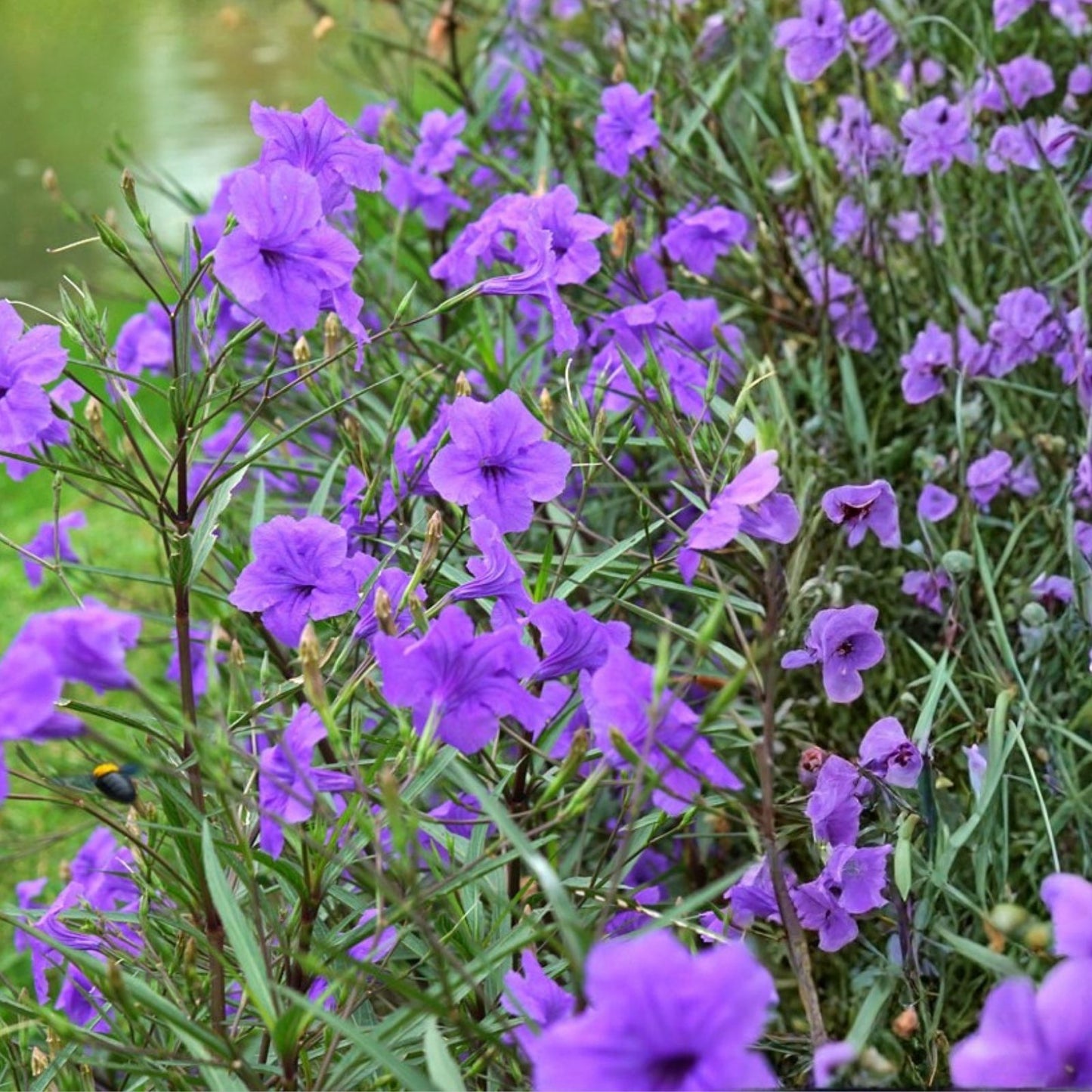 Mexican Petunia Cuttings Ruellia simplex 12 Unrooted Stems Live Plant for Landscaping Garden Houseplant