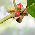 Ashwagandha Herb Seeds 50 Pack - Withania somnifera Indian Ginseng Medicinal Plant for Health Wellness
