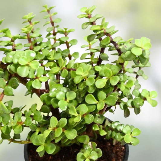 Live Jade Plant Cuttings - 4-6 Inch Succulent, Drought Resistant, Crassula ovata, Indoor Lucky Plant Decor