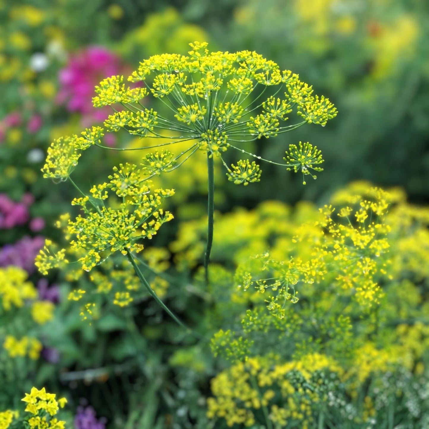 Heirloom Dill Seeds 100+ Non-GMO Herb Seeds for Fresh or Dried Use Anethum graveolens Bouquet Variety
