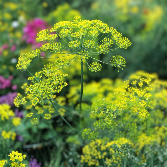 Heirloom Dill Seeds 100+ Non-GMO Herb Seeds for Fresh or Dried Use Anethum graveolens Bouquet Variety