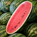 Congo Watermelon Seeds Organic Citrullus lanatus Live Plant Vegetable Seeds Free Shipping