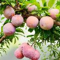 Grenade Pluot Fruit Tree Cuttings Grafted Prunus domestica x salicina Live Starter Plant for Home Garden
