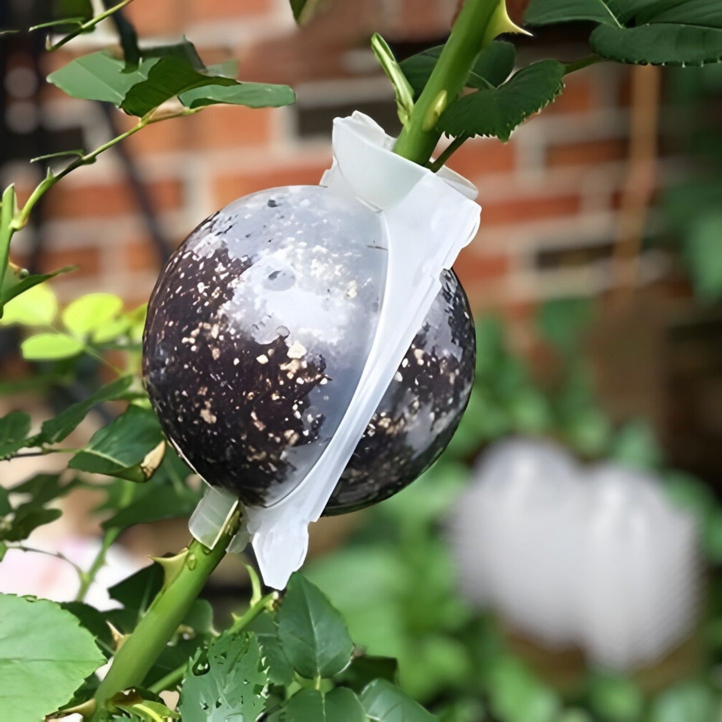 Air Layering Pods 8 Pack Transparent Plant Rooting Propagation Balls for Cuttings and Healthy Growth