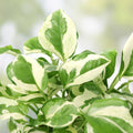 N'Joy Pothos Cuttings - Live House Plant Clippings - Variegated Epipremnum aureum - Green and White Starter Plant