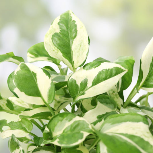 N'Joy Pothos Cuttings - Live House Plant Clippings - Variegated Epipremnum aureum - Green and White Starter Plant
