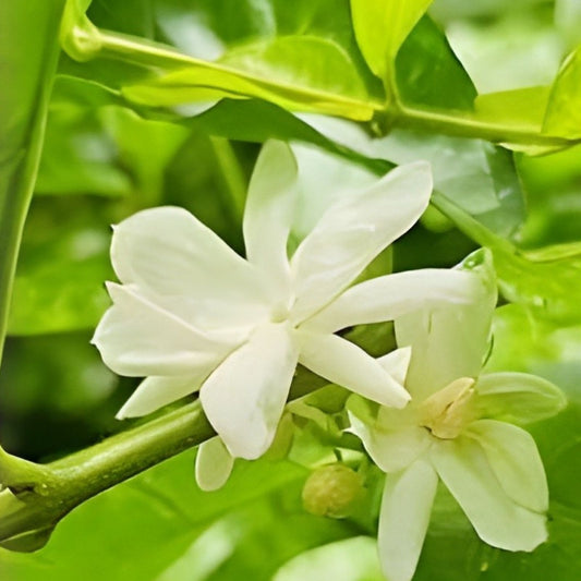 Jasmine Plant Seeds - 25 Indoor Outdoor Herbal Seeds with White Flowers - Jasminum Species Live Plant Cutting Bare Root Starter