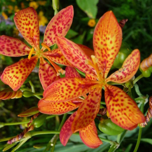 Leopard Lily Seeds 15 Pack, Belamcanda chinensis, Perennial Flower Seeds for Garden Planting, Ornamental Flower Seeds