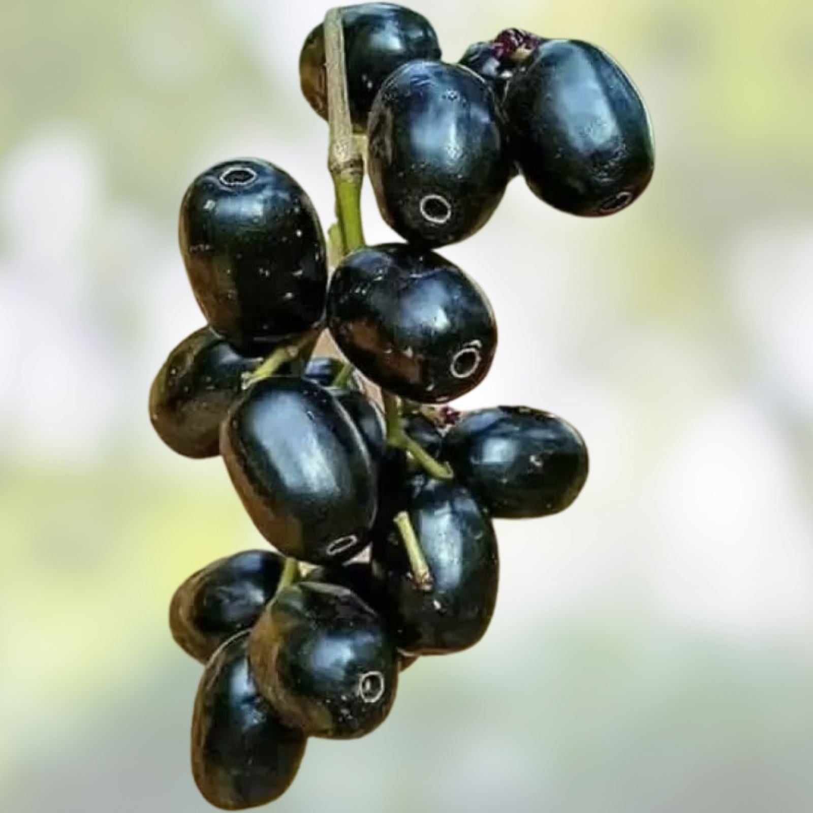 Jamun Java Plum Fresh Cutting | Duhat Prunus Cerasifera | Live Plant Starter | Houseplant, Bare Root, 5x