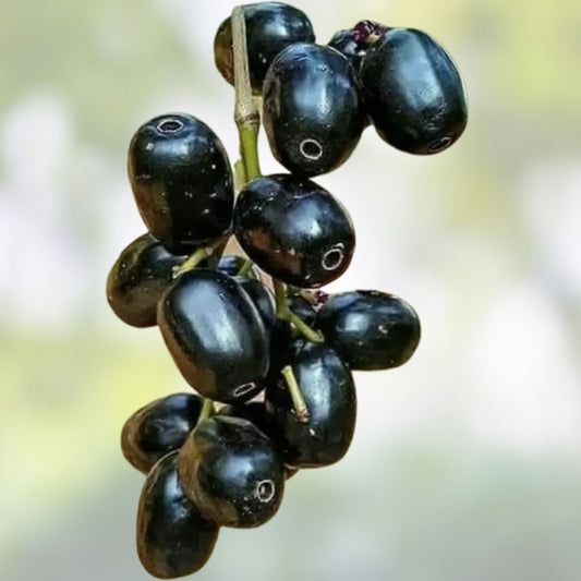 Jamun Java Plum Fresh Cutting | Duhat Prunus Cerasifera | Live Plant Starter | Houseplant, Bare Root, 5x