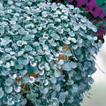Silver Falls Dichondra Seeds - 10 Seeds, Weeping Ground Cover, Dichondra repens, Low Maintenance Garden Plant, Landscaping, Fast Shipping