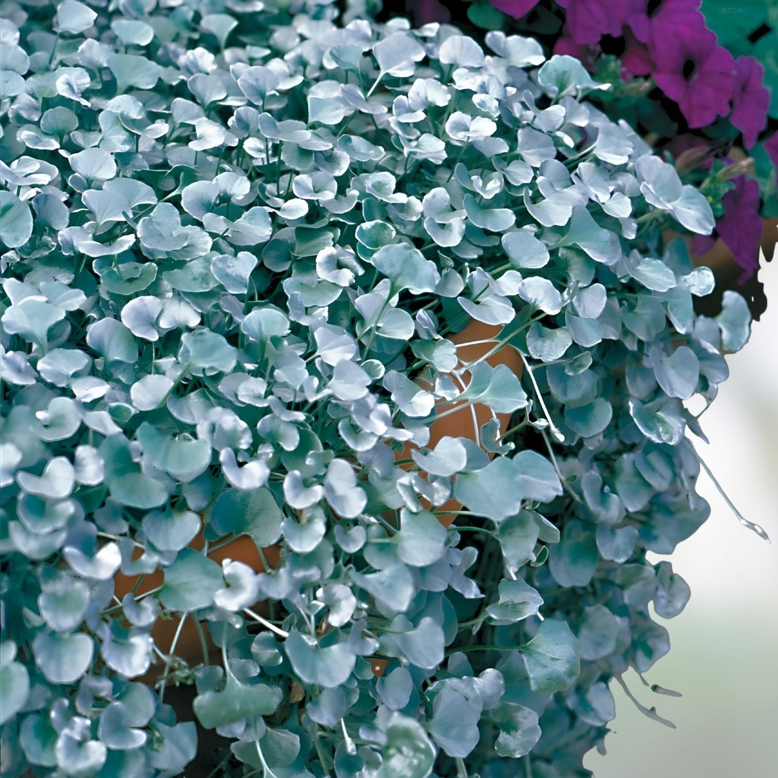 Silver Falls Dichondra Seeds - 10 Seeds, Weeping Ground Cover, Dichondra repens, Low Maintenance Garden Plant, Landscaping, Fast Shipping