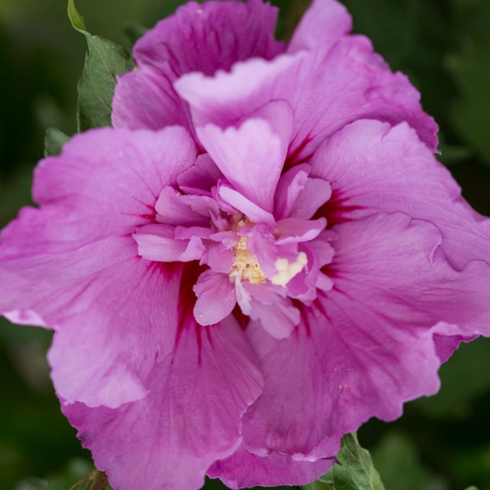Purple Double Rose of Sharon Flowers Hibiscus syriacus 5 Stems Live Cut Garden Floral Arrangement