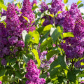 Congo Lilac Syringa Vulgaris Starter Plant 4-8” Live Garden Plant Fragrant Purple Flowers