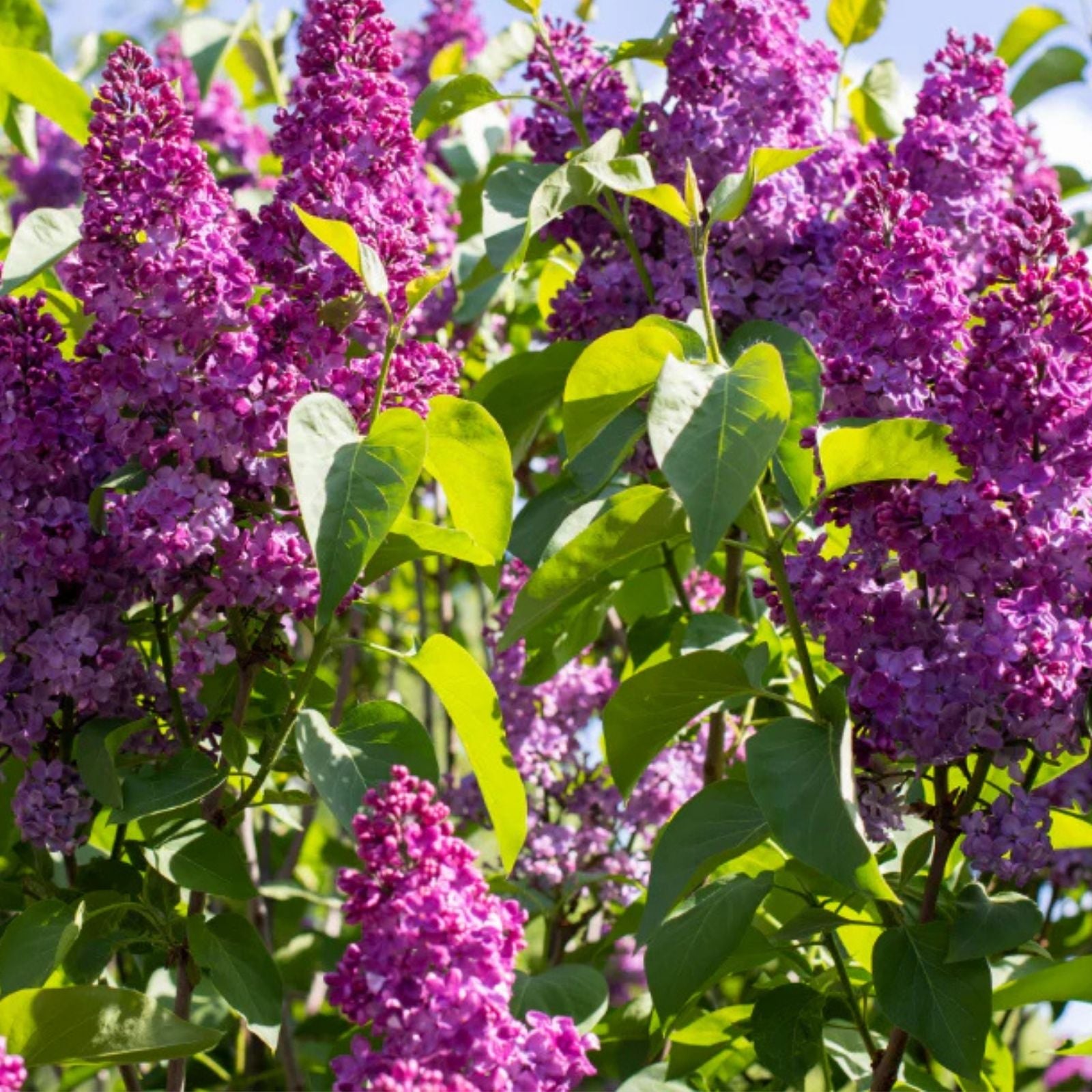 Congo Lilac Syringa Vulgaris Starter Plant 4-8” Live Garden Plant Fragrant Purple Flowers