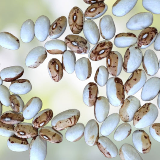 Hidatsa Shield Bean Seeds 30 Pack, Edible Phaseolus vulgaris, Easy to Grow Vegetable Seeds for Planting