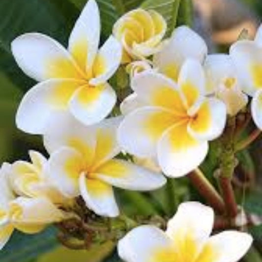 Yellow Plumeria Cutting - 10 Inch Rooted Frangipani - Hawaiian Grown Tropical Flowering Plant - Plumeria spp.