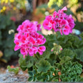 Geranium Cuttings White Pelargonium Zonal Live Plant Starter 3 Unrooted Propagules