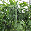 Rare Epiphyllum Crenatum Beavertail Cutting – Succulent Plant, 6-8 Inches, Live Cactus Cutting, Houseplant, Unique, Starter Plant