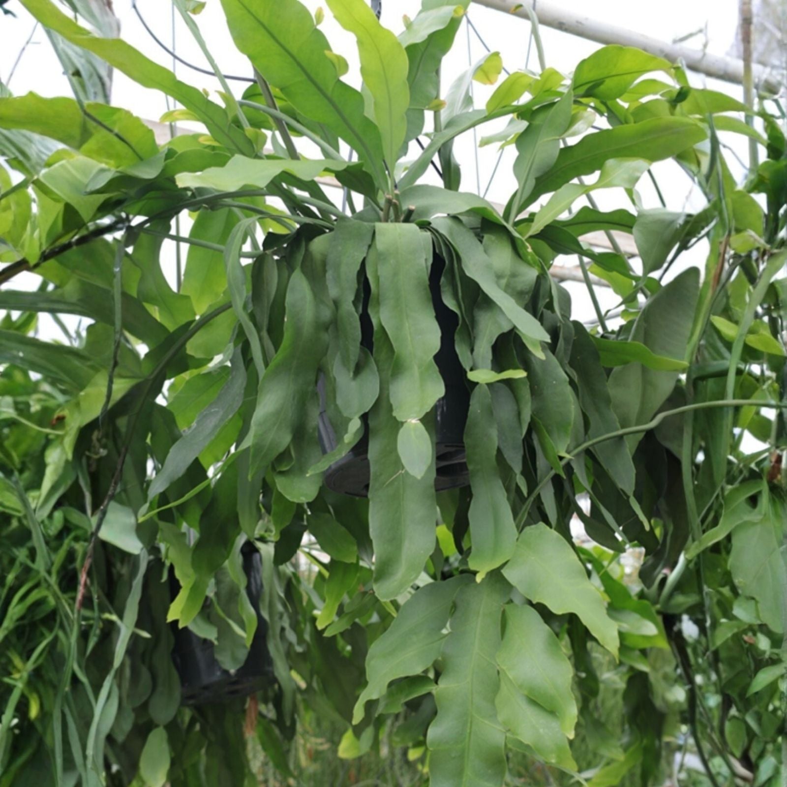 Rare Epiphyllum Crenatum Beavertail Cutting – Succulent Plant, 6-8 Inches, Live Cactus Cutting, Houseplant, Unique, Starter Plant
