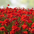 Red Wildflower Seed Mix 200 Seeds – Organic Native Wildflowers for Gardens Pollinators Non-GMO Live Plant Seedling