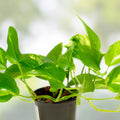 Scindapsus Mayari Cuttings - Rooted Houseplant - Low Variegation - Epipremnum aureum - Live Plant, Indoor Plant, Starter Plant