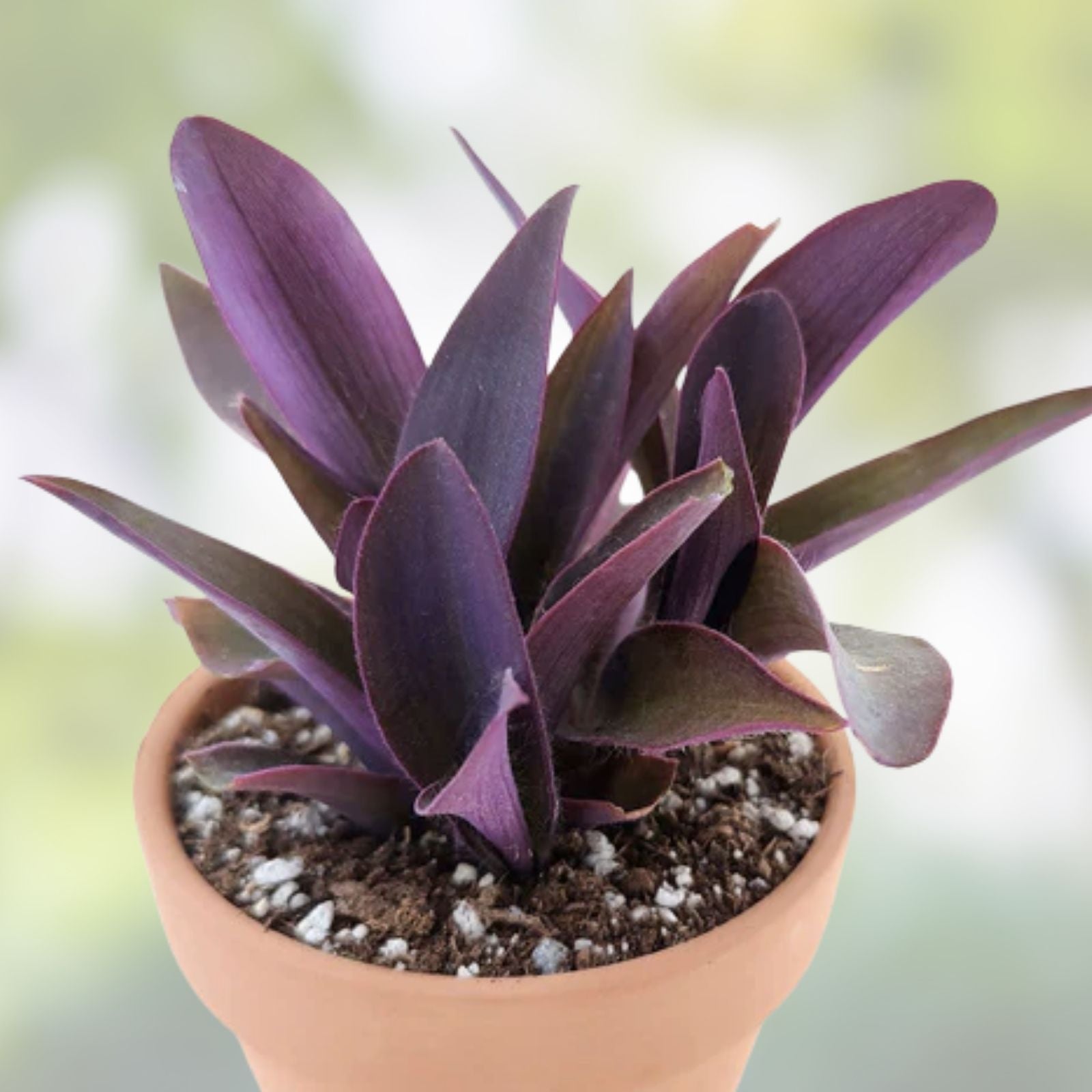 10 Live Purple Heart Wandering Tradescantia Pallida Plants – Easy Care Indoor Houseplants for Home Decor