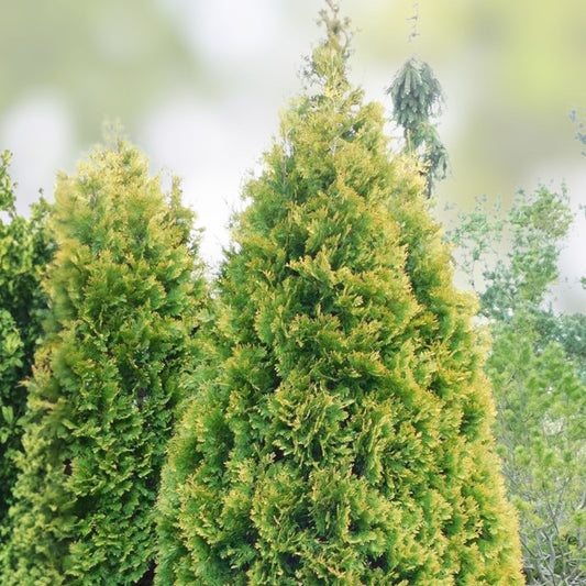 American Arborvitae Tree Seeds 50 Count | Thuja occidentalis Evergreen Shrubs for Landscaping and Garden