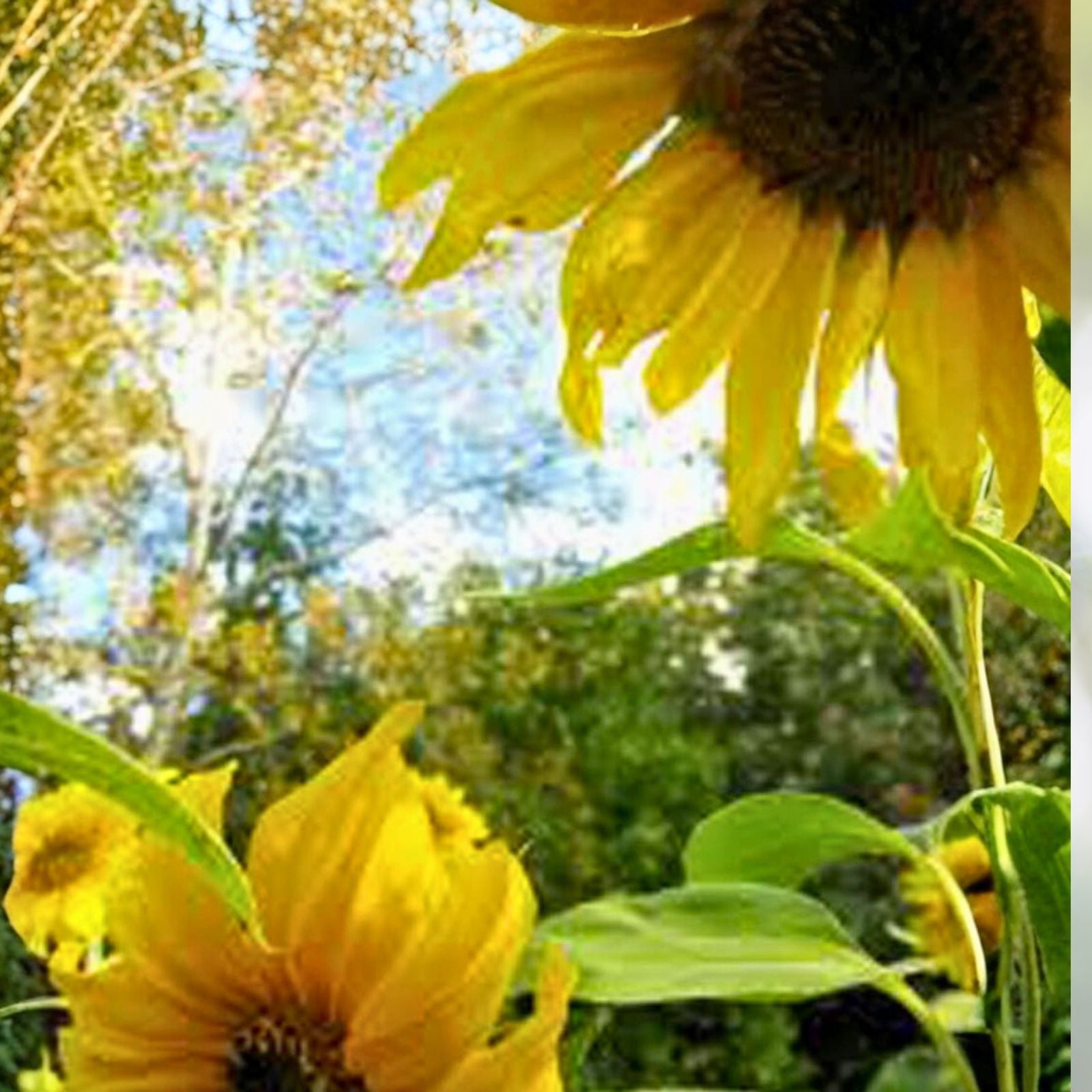 Mammoth Grey Stripe Sunflower Seeds 25+ Pack | Helianthus annuus Garden Planting, Live Plant, Cutting, Starter Plant