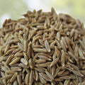 Cumin Seeds 25+ Heirloom Non-GMO Herb Seeds for Growing Cuminum cyminum Kitchen Garden Planting