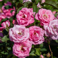 Pink Rose Cuttings - Organic Live Planting Material, Rosa spp, Ready to Root, Garden Starter, Flowering Plant, Bare Root, Houseplant