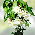 Cereus Cactus Cuttings 6-12" Night Blooming Epiphyllum oxypetalum Succulent Plant Propagation 4-Pack