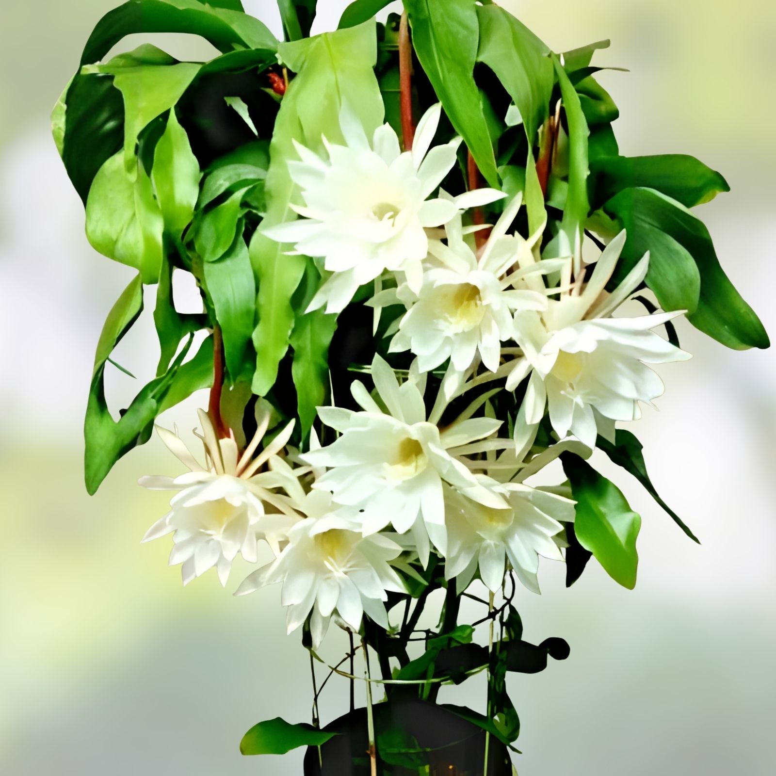 Cereus Cactus Cuttings 6-12" Night Blooming Epiphyllum oxypetalum Succulent Plant Propagation 4-Pack