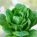 Romaine Lettuce Seeds 500 Count – Paris Island Heirloom Organic Non-GMO Vegetable Seeds, Lettuce Starter Plants, Garden Growing