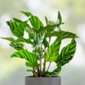 Calathea Freddie Live Rooted House Plant | Indoor Plant | Calathea lancifolia | Easy Care Starter Plant
