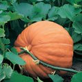Big Max Pumpkin Seeds 500 Heirloom Non-GMO Giant Pumpkin Seeds Cucurbita pepo Live Plant Cutting Bare Root Starter Plant