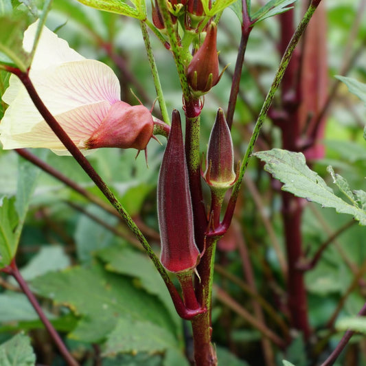 Okra Seeds Red Burgundy Heirloom Non-GMO Abelmoschus esculentus Garden Planting 100 Pack