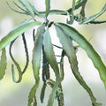 Asunta Ventura Mature Plant Cuttings 12-17 Inch, Indoor Plant Propagation, Gardening, Live Plant, Houseplant, Starter Plant