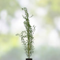 Corkscrew Willow Tree Cuttings Salix babylonica 'Tortuosa' Fast Growing Live Plant for Privacy Shade
