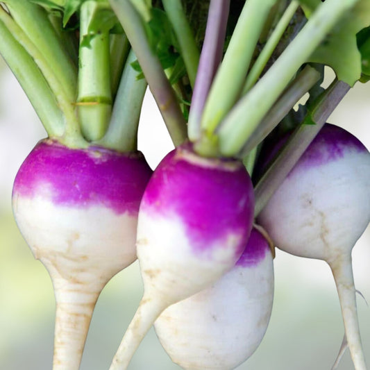 Organic Purple Top White Globe Turnip Seeds | Non-GMO Brassica rapa | Live Plant, Starter, or Cutting for Gardening & Cooking