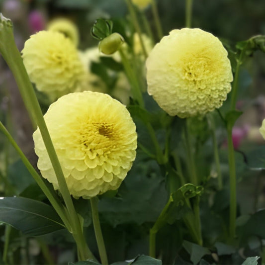 Large Golden Torch Dahlia Tubers – Bright Yellow Flowering Bulbs, Live Plant, Garden Flower Bulbs, Fast Growing, Cutting, Starter Plant