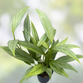 Epipremnum Amplissimum Cutting, Rare Houseplant, Pothos Variegated, Indoor Tropical Greenery, Easy Care Live Plant