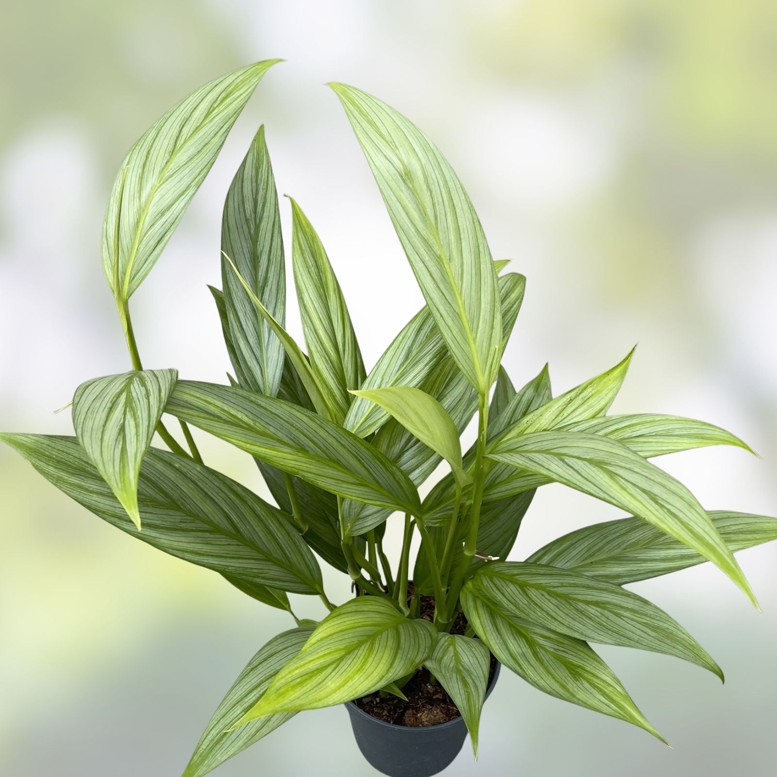 Epipremnum Amplissimum Cutting, Rare Houseplant, Pothos Variegated, Indoor Tropical Greenery, Easy Care Live Plant