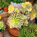 Aeonium Sunburst Succulent Cutting, Variegated Indoor Outdoor Plant, Colorful Houseplant, Live Succulent Starter, Garden Plant