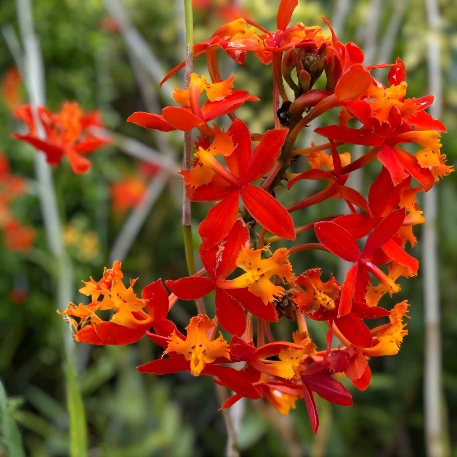Epidendrum Radicans Orange Orchid Cuttings - Live Tropical Orchid Plants for Ground or Pot