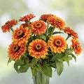 Zowie Yellow Flame Zinnia Seeds 50 Organic Flower Seeds for Garden Beds Live Plant Cutting Bare Root Starter Plant