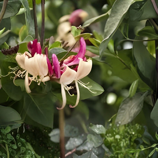 Honeysuckle Vine Plant Peaches & Cream Variety Live Rooted Starter Climber Lonicera periclymenum